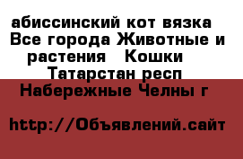 абиссинский кот вязка - Все города Животные и растения » Кошки   . Татарстан респ.,Набережные Челны г.